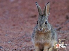 梦见打死一只野兔