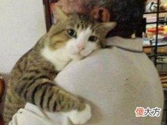 梦见猫在我肩膀上