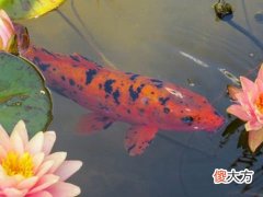 梦见金鱼什么预兆
