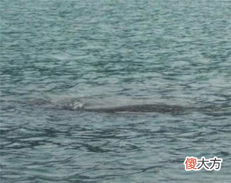 西藏湖现神秘生物，牧民亲眼目睹拖走牛羊，专家推测为史前生物