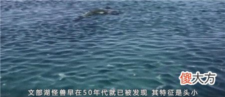 西藏湖现神秘生物，牧民亲眼目睹拖走牛羊，专家推测为史前生物