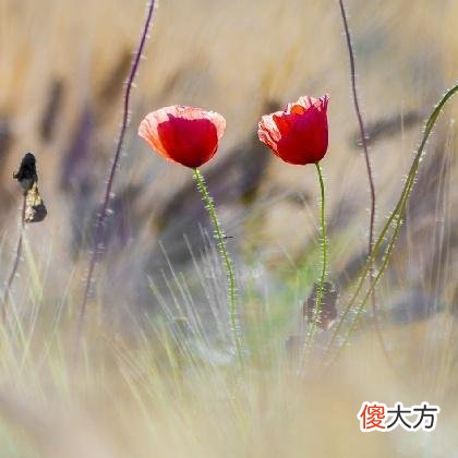周公解梦梦见凤凰