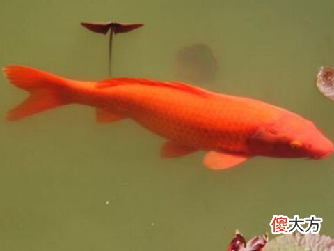 梦见河里抓大红鱼
