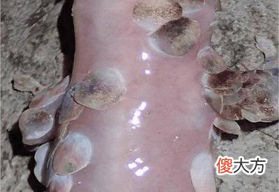男子洞穴探索发现神秘生物, 靠近一看全身都发麻！！
