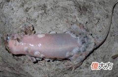 男子洞穴探索发现神秘生物, 靠近一看全身都发麻！！