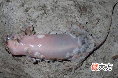 男子洞穴探索发现神秘生物, 靠近一看全身都发麻！！