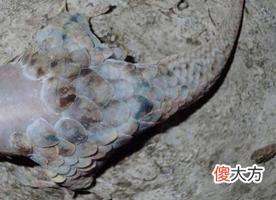 男子洞穴探索发现神秘生物, 靠近一看全身都发麻！！