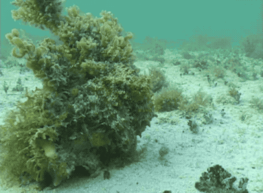 深海7000米处，有萌物出现，科学家直呼太珍贵了