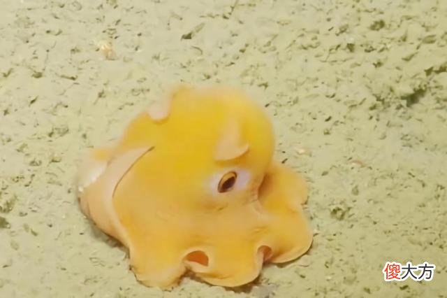 深海7000米处，有萌物出现，科学家直呼太珍贵了