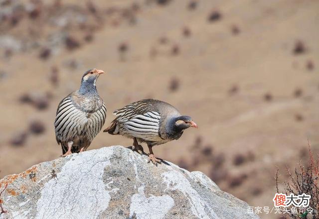 昆仑山“死亡谷”,白骨遍地当地人不敢进入,它们是怎么死的?