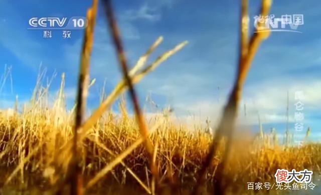 昆仑山“死亡谷”,白骨遍地当地人不敢进入,它们是怎么死的?