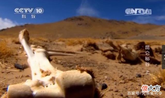 昆仑山“死亡谷”,白骨遍地当地人不敢进入,它们是怎么死的?