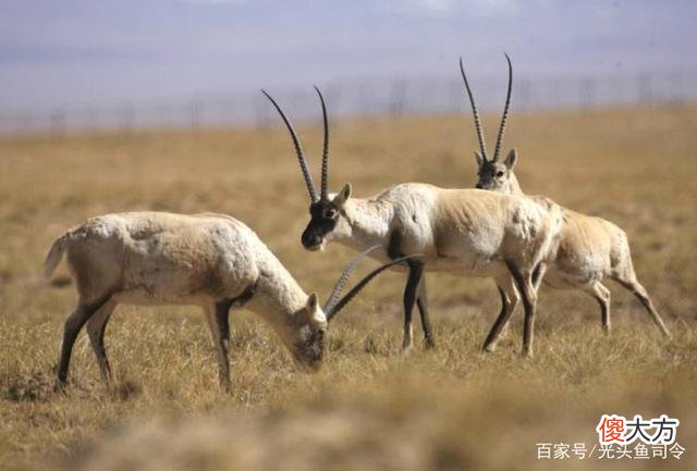 昆仑山“死亡谷”，白骨遍地当地人不敢进入，它们是怎么死的？