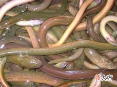 梦见黄鳝咬人