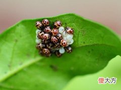 梦到一堆虫卵