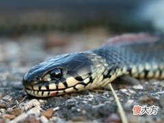 梦见被蛇咬代表什么