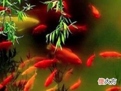 梦见一条活大红鱼
