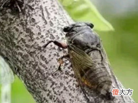梦见捉蝉