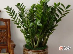 梦见金钱树