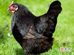 梦见抓黑母鸡