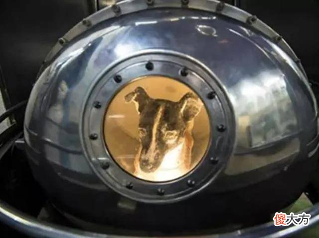 全球“最牛”的流浪狗，63年前被送上太空，现在它怎么样了？