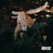 梦见自己被别人骂