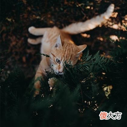 梦见自己被别人骂