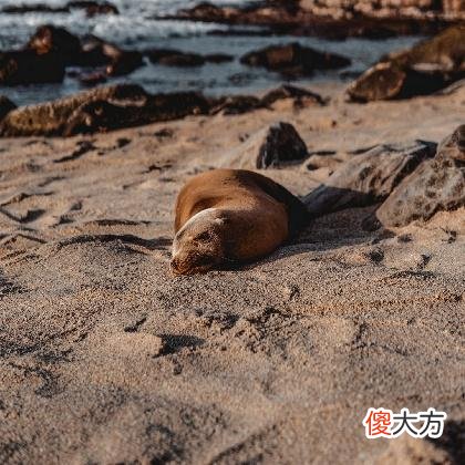 梦见火山灰烫人