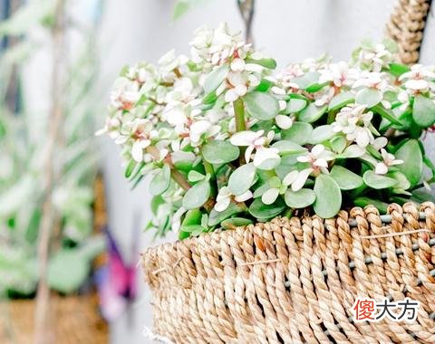 梦见锯预示着什么？