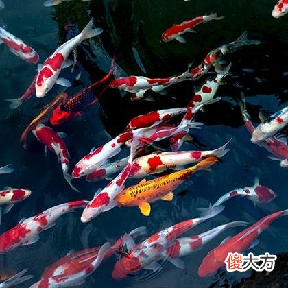 梦见漂亮的玉坠是什么意思