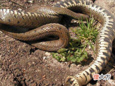 梦见一条大死蛇