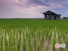 梦见稻田是什么