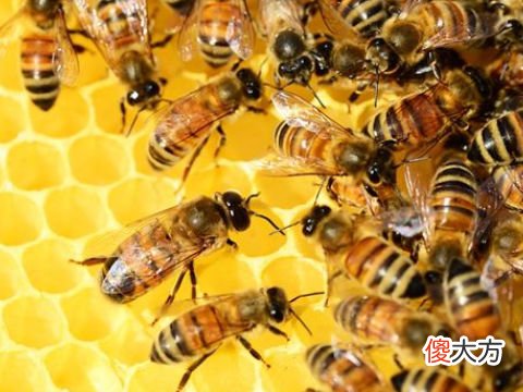 梦见蜜蜂成团