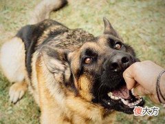 梦见被狗舔