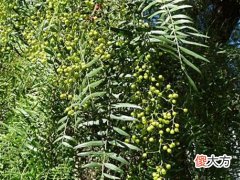 梦见栽花椒树