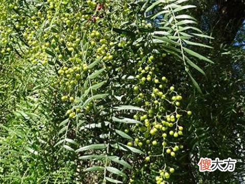 梦见栽花椒树