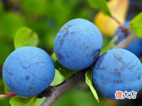 梦见吃李子