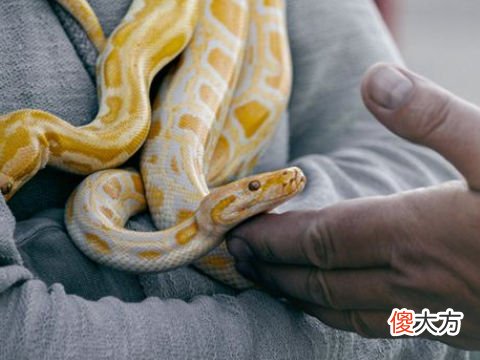 梦见大蛇逃跑