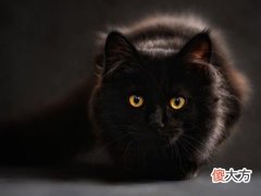 梦见猫和蛇
