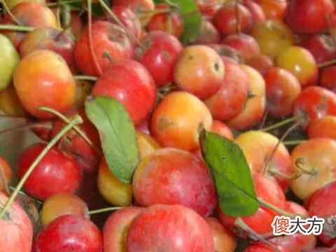 梦见吃海棠果