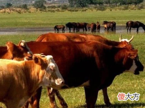 梦见母牛和小牛