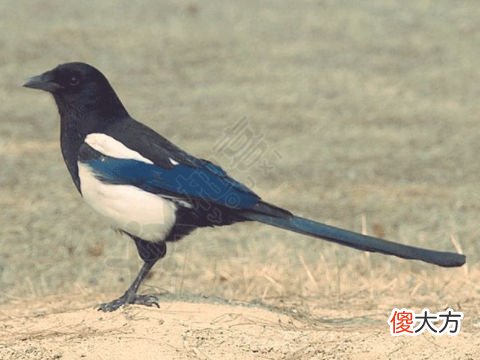 梦见看见喜鹊