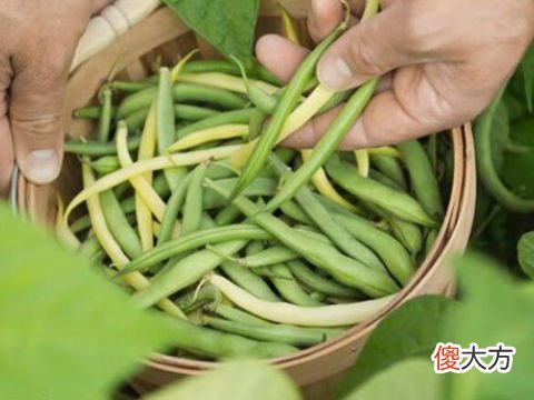 梦见好多豆角
