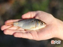 梦见黑色鲫鱼