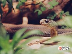 梦见蛇从洞里爬出来