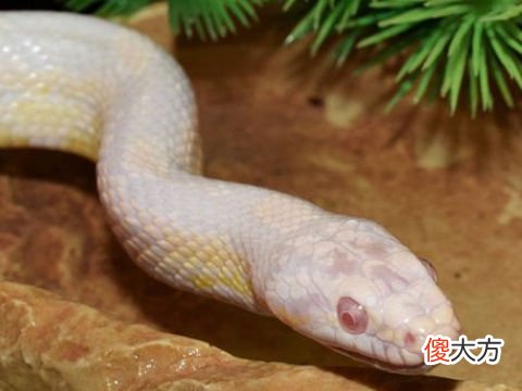 梦见白蛇爬
