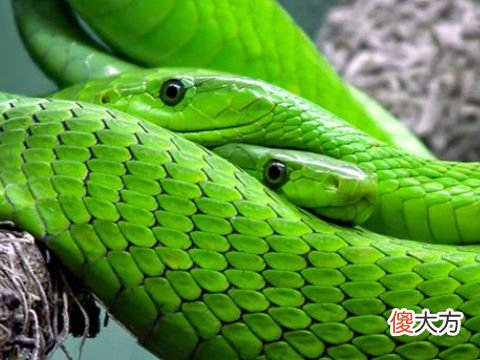 梦见两条大蛇