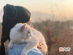 梦到自己抱着猫