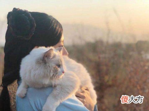 梦到自己抱着猫