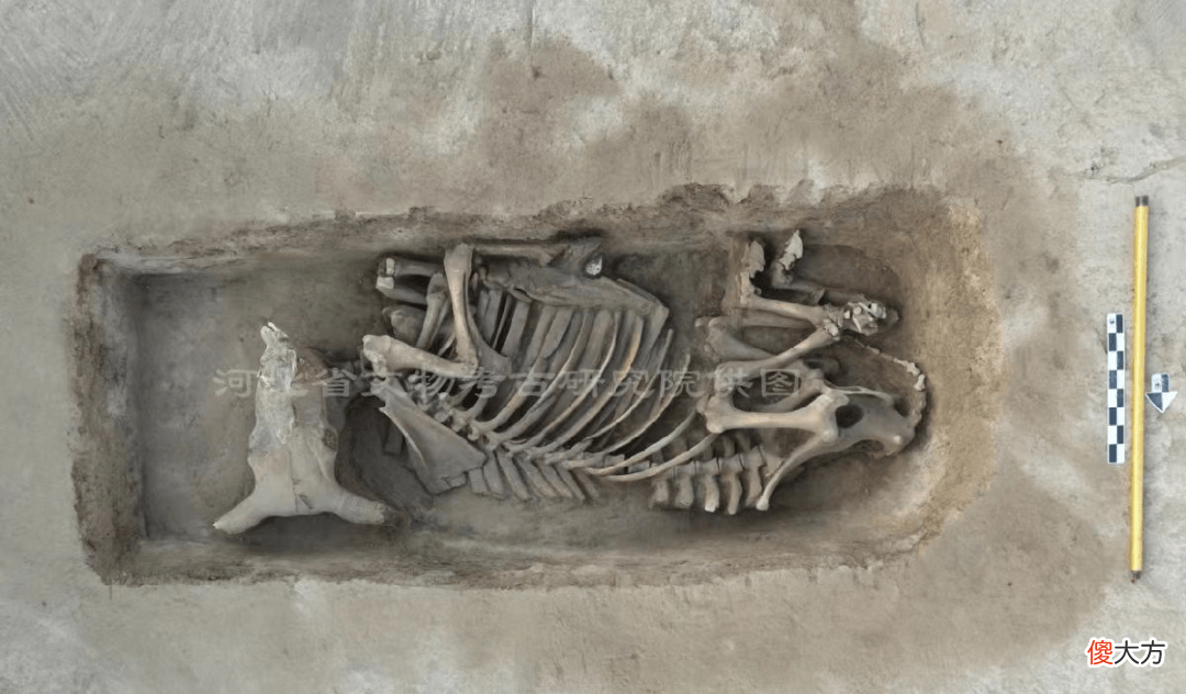 【爱历史】河北考古发现3000年前的车马坑